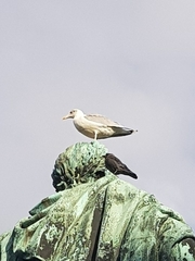 Laridae