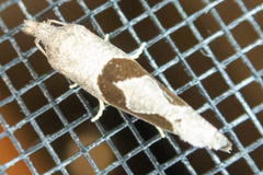 Pelochrista similiana