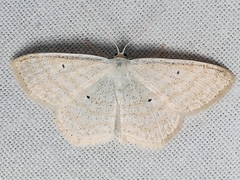 Scopula immutata