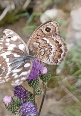 Satyrus actaea