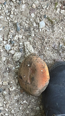Boletus subvelutipes