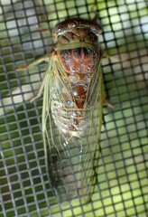 Diceroprocta olympusa