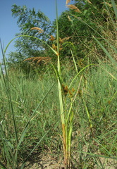 Cyperus glomeratus