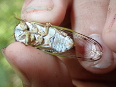 Diceroprocta olympusa