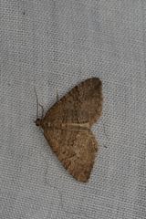 Chrysolarentia