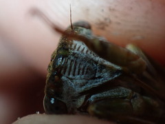 Diceroprocta olympusa