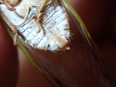 Diceroprocta olympusa