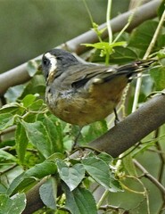Saltator aurantiirostris