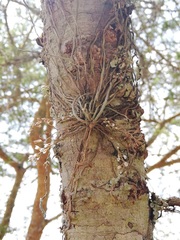 Microcoelia globulosa