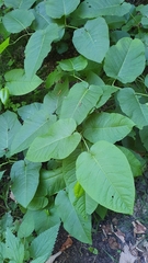 Reynoutria sachalinensis