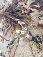 Microcoelia globulosa