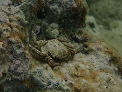 Pachygrapsus marmoratus
