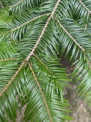 Abies alba
