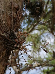 Microcoelia globulosa