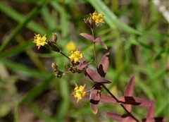 Hypericum mutilum