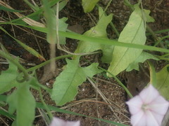 Convolvulus equitans