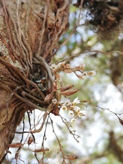 Microcoelia globulosa