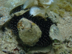 Sphaerechinus granularis