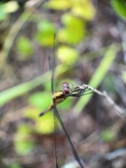 Erythrodiplax minuscula