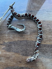 Lampropeltis triangulum