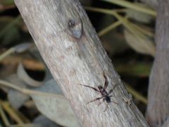 Neoclytus senilis