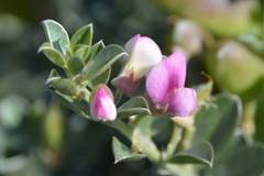 Podalyria myrtillifolia