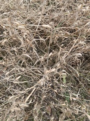 Phalaris arundinacea