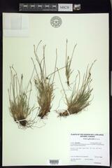 Carex glacialis