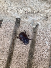 Phyllognathus excavatus