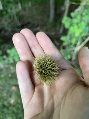 Castanea mollissima