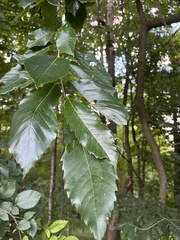Castanea mollissima