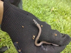 Tantilla melanocephala