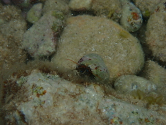 Clibanarius erythropus