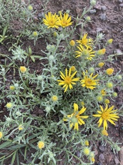 Xanthisma spinulosum