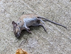 Peromyscus leucopus