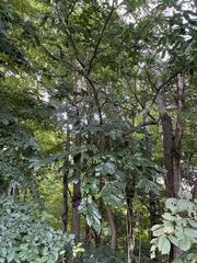 Castanea mollissima