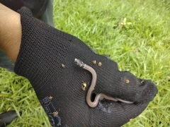 Tantilla melanocephala