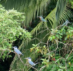 Chloroceryle amazona