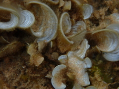 Padina pavonica