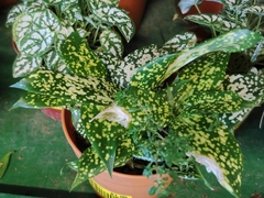 Dracaena surculosa