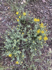 Xanthisma spinulosum