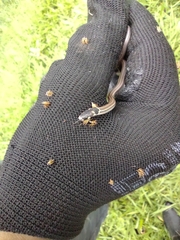 Tantilla melanocephala