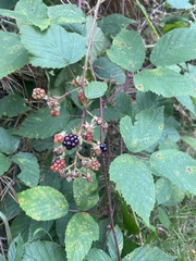 Rubus armeniacus