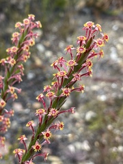 Struthiola tomentosa