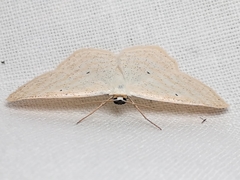 Scopula immutata