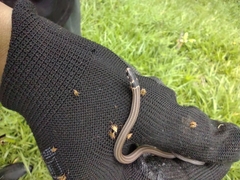 Tantilla melanocephala