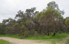 Eucalyptus decipiens