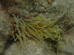 Anemonia viridis