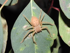 Neosparassus diana