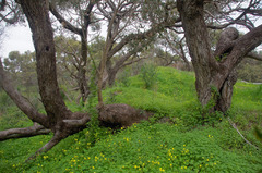 Eucalyptus decipiens